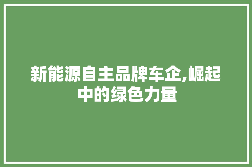 新能源自主品牌车企,崛起中的绿色力量